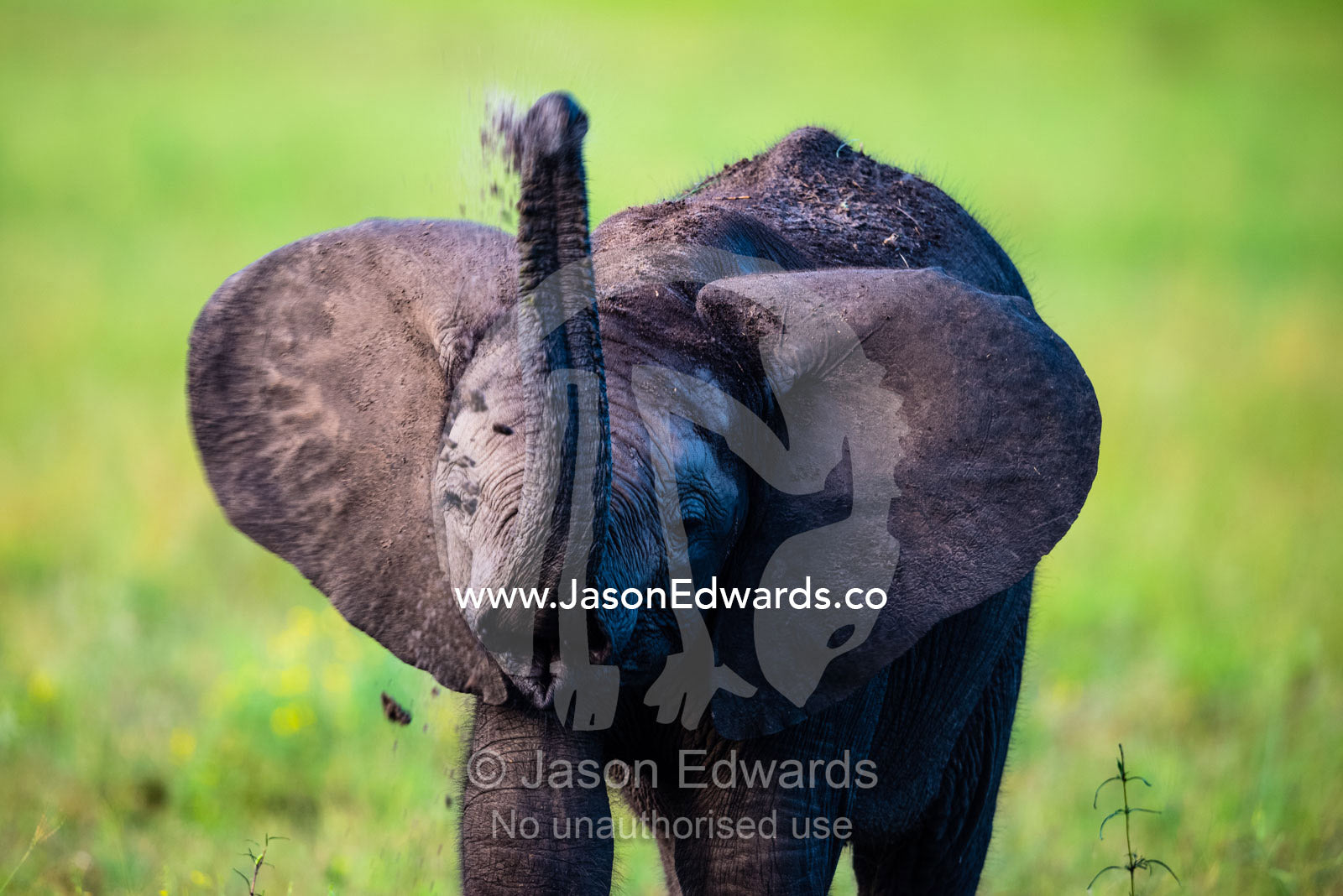 An African Elephant calf throwing grass and dirt into the air. Duba Plains Camp, Ngamiland West, Botswana.