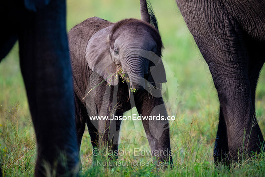 An African Elephant calf eating grass. Duba Plains Camp, Ngamiland West, Botswana.