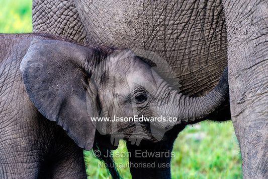 A large African Elephant calf nuzzles it's mothers teat with it's trunk. Duba Plains Camp, Ngamiland West, Botswana.