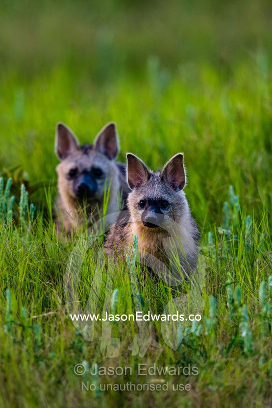 An Aardwolf and her pup emerge from the den on a floodplain. Duba Plains Camp, Ngamiland West, Botswana.