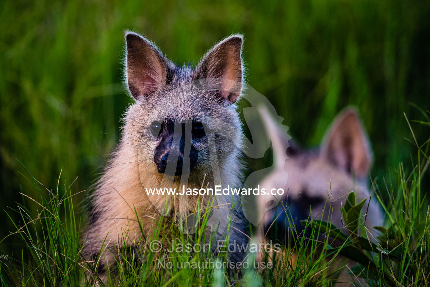 An Aardwolf and her pup emerge from the den on a floodplain. Duba Plains Camp, Ngamiland West, Botswana.