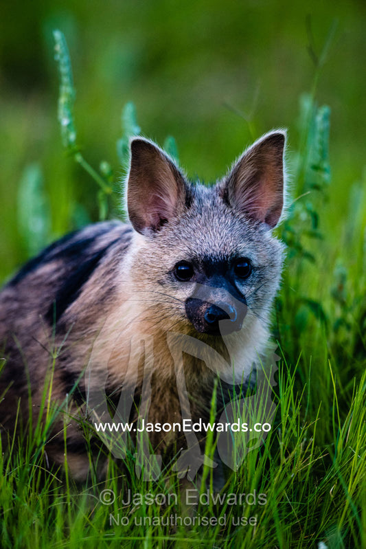 An Aardwolf listening with enormous ears on a floodplain. Duba Plains Camp, Ngamiland West, Botswana.