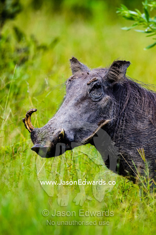 An old Warthog with a broken tusk. Duba Plains Camp, Ngamiland West, Botswana.