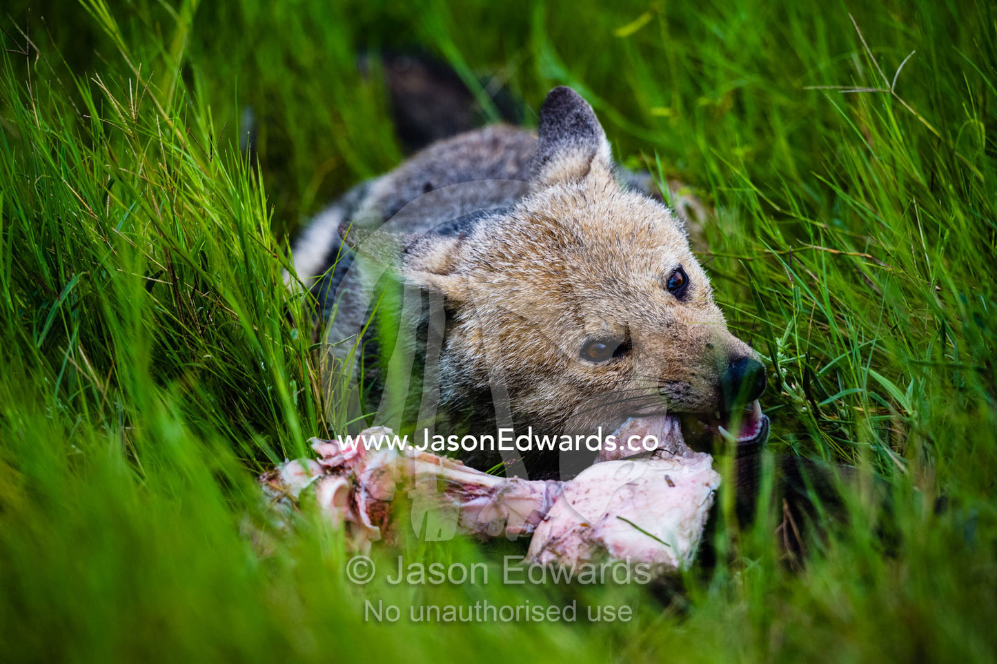 A Black-backed Jackal chewing on the leg of an African Buffalo calf killed by lions. Duba Plains Camp, Ngamiland West, Botswana.