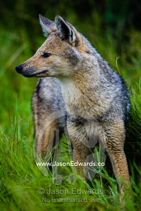 A Black-backed Jackal searching the grassland for predators. Duba Plains Camp, Ngamiland West, Botswana.