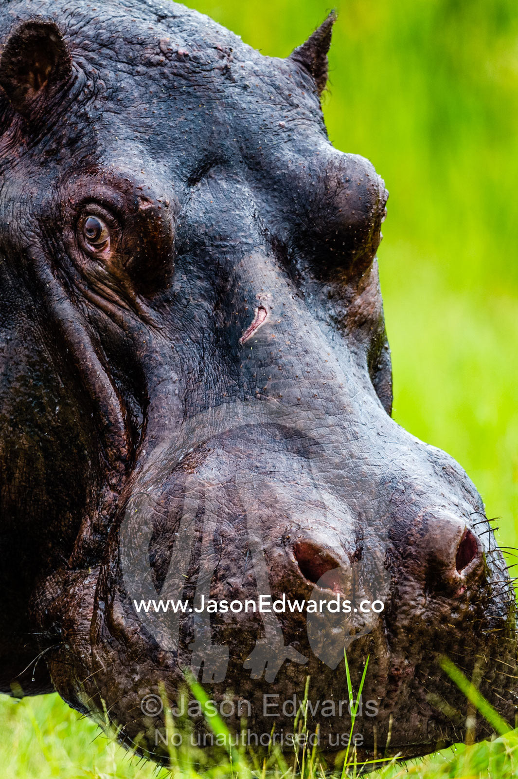 The flared nostrils on an angry hippopotamus charging in a wetland. Duba Plains Camp, Ngamiland West, Botswana.