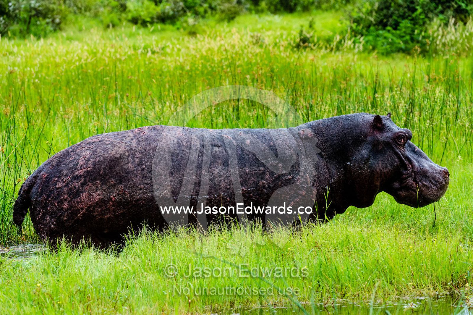 The scars and wounds on the skin of an old hippopotamus. Duba Plains Camp, Ngamiland West, Botswana.