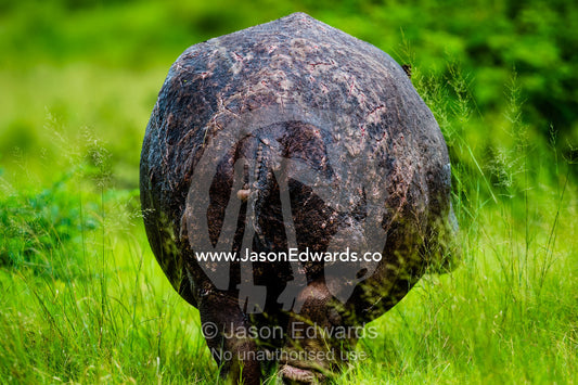 The scars and wounds on the skin of an old hippopotamus rump and tail. Duba Plains Camp, Ngamiland West, Botswana.