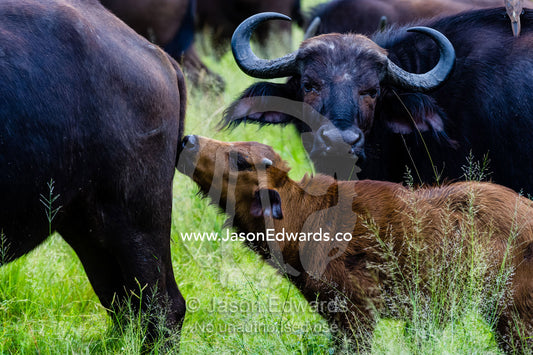 An African Buffalo calf sniffing it's mothers rump. Duba Plains Camp, Ngamiland West, Botswana.