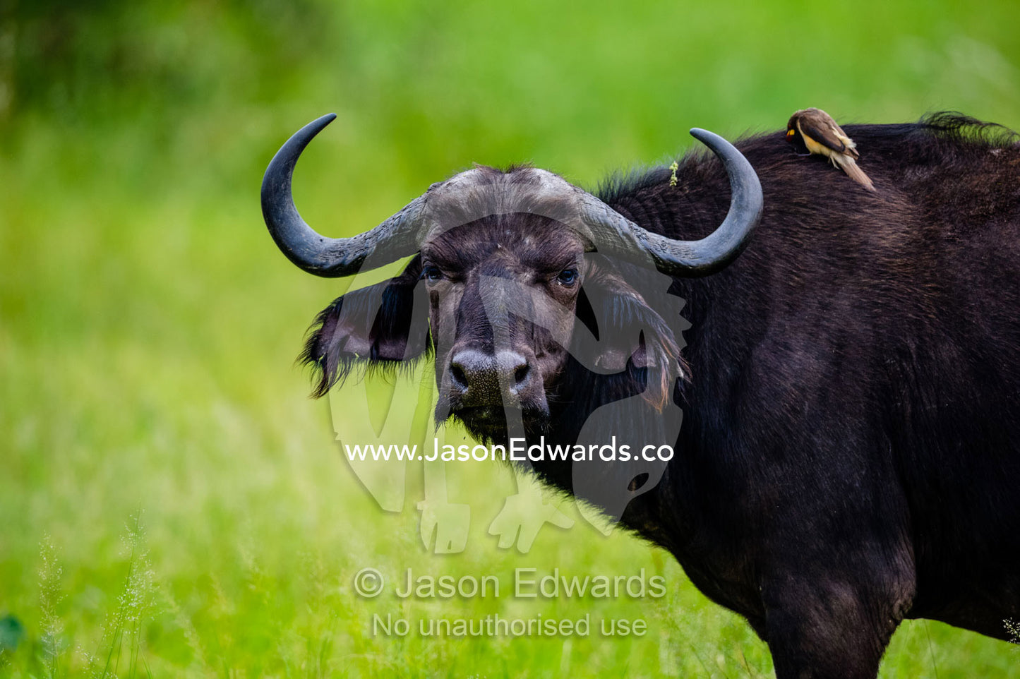 The sharp curved horns of an African Buffalo. Duba Plains Camp, Ngamiland West, Botswana.