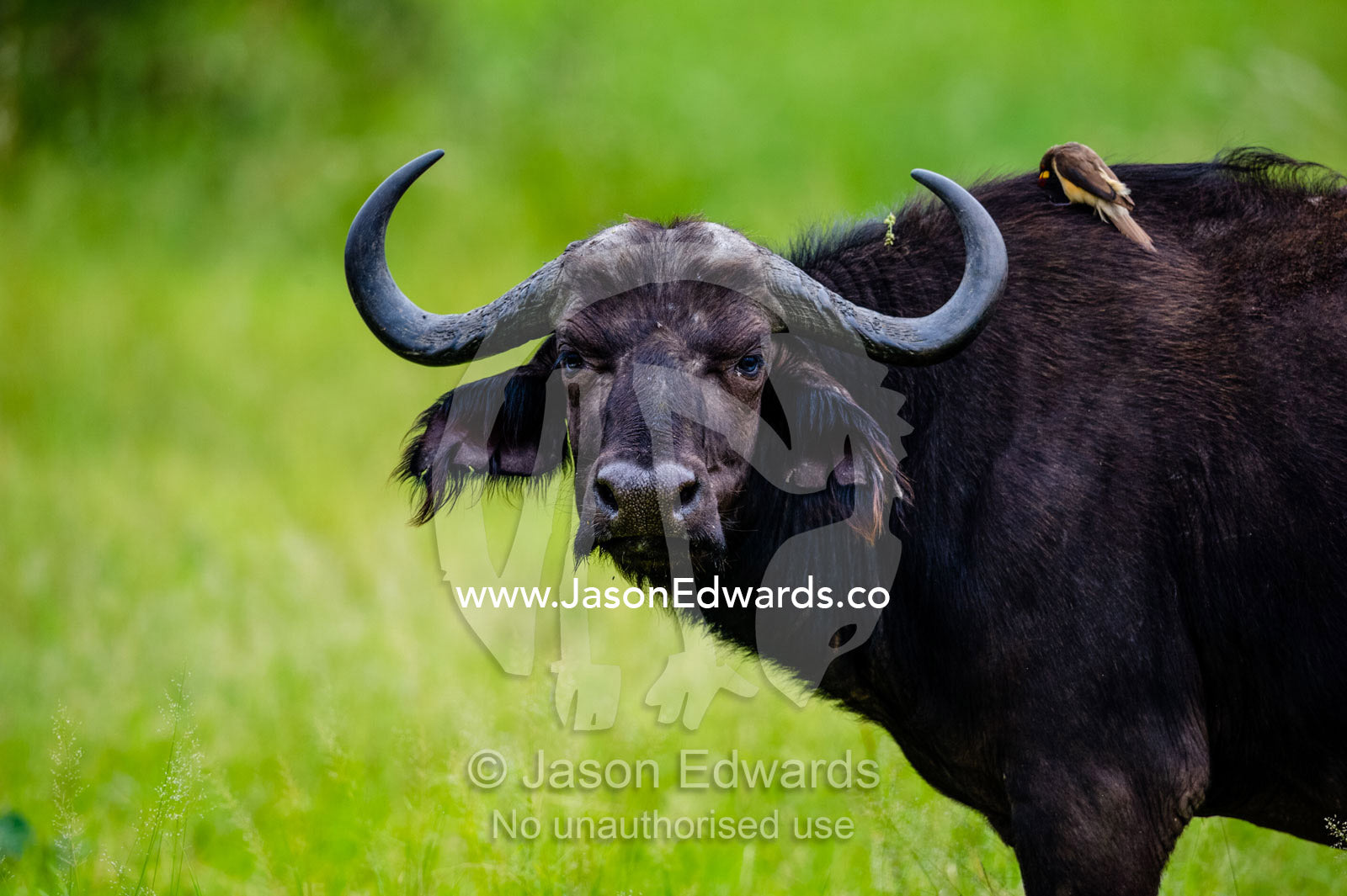 The sharp curved horns of an African Buffalo. Duba Plains Camp, Ngamiland West, Botswana.