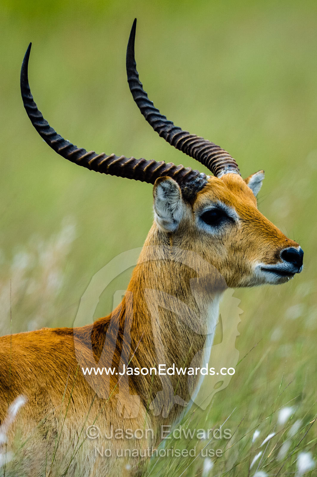 A male Red Lechwe with long curved horns. Duba Plains Camp, Ngamiland West, Botswana.