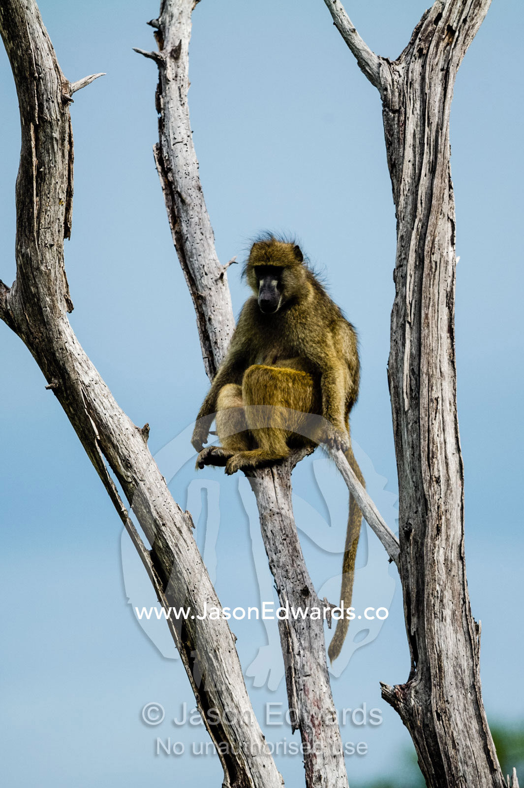 A Chacma Baboon sitting in a dead tree. Duba Plains Camp, Ngamiland West, Botswana.