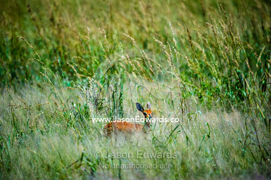 A tiny Steinbok hiding in the reeds on a floodplain. Zarafa Camp, Zibadianja Lagoon, Savute Channel, Linyanti, Botswana.