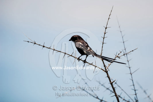 A Longtailed Shrike roosting between thorns on an acacia tree. Zarafa Camp, Zibadianja Lagoon, Savute Channel, Linyanti, Botswana.