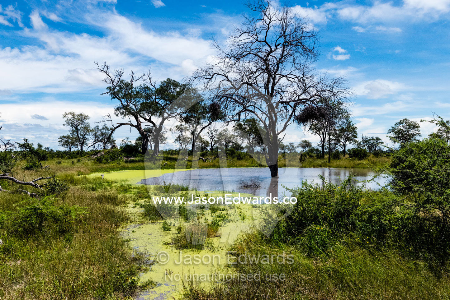 Algae growing around the shore of a waterhole in Africa. Zarafa Camp, Zibadianja Lagoon, Savute Channel, Linyanti, Botswana.