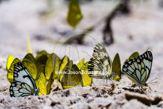 A kaleidoscope of sulphur butterflies drinking minerals from elephant urine in the sand. Zarafa Camp, Zibadianja Lagoon, Savute Channel, Linyanti, Botswana.