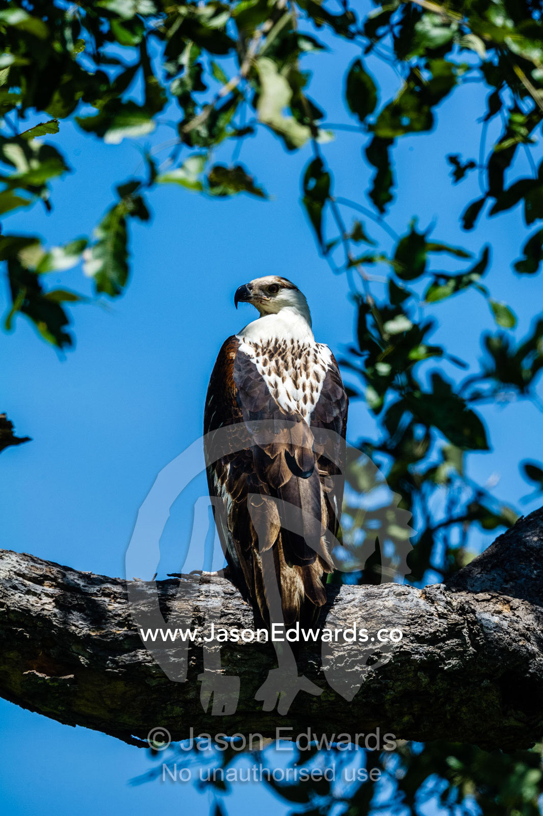 A juvenile African Fish Eagle roosting in a tree canopy. Zarafa Camp, Zibadianja Lagoon, Savute Channel, Linyanti, Botswana.