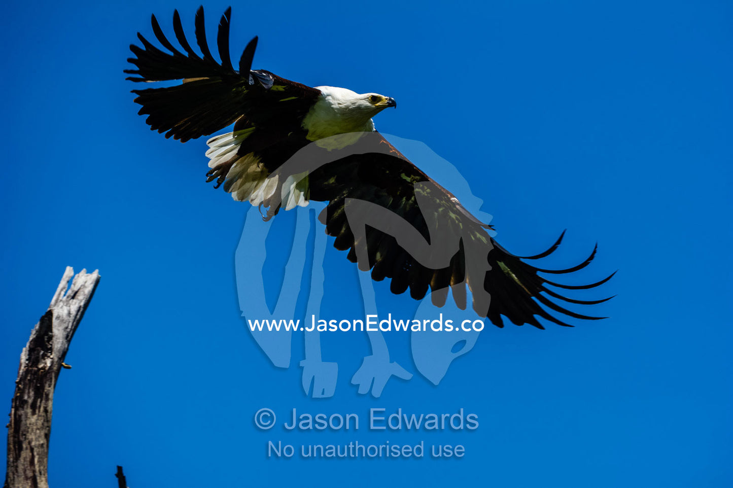 An African Fish Eagle taking flight from a tree. Zarafa Camp, Zibadianja Lagoon, Savute Channel, Linyanti, Botswana.