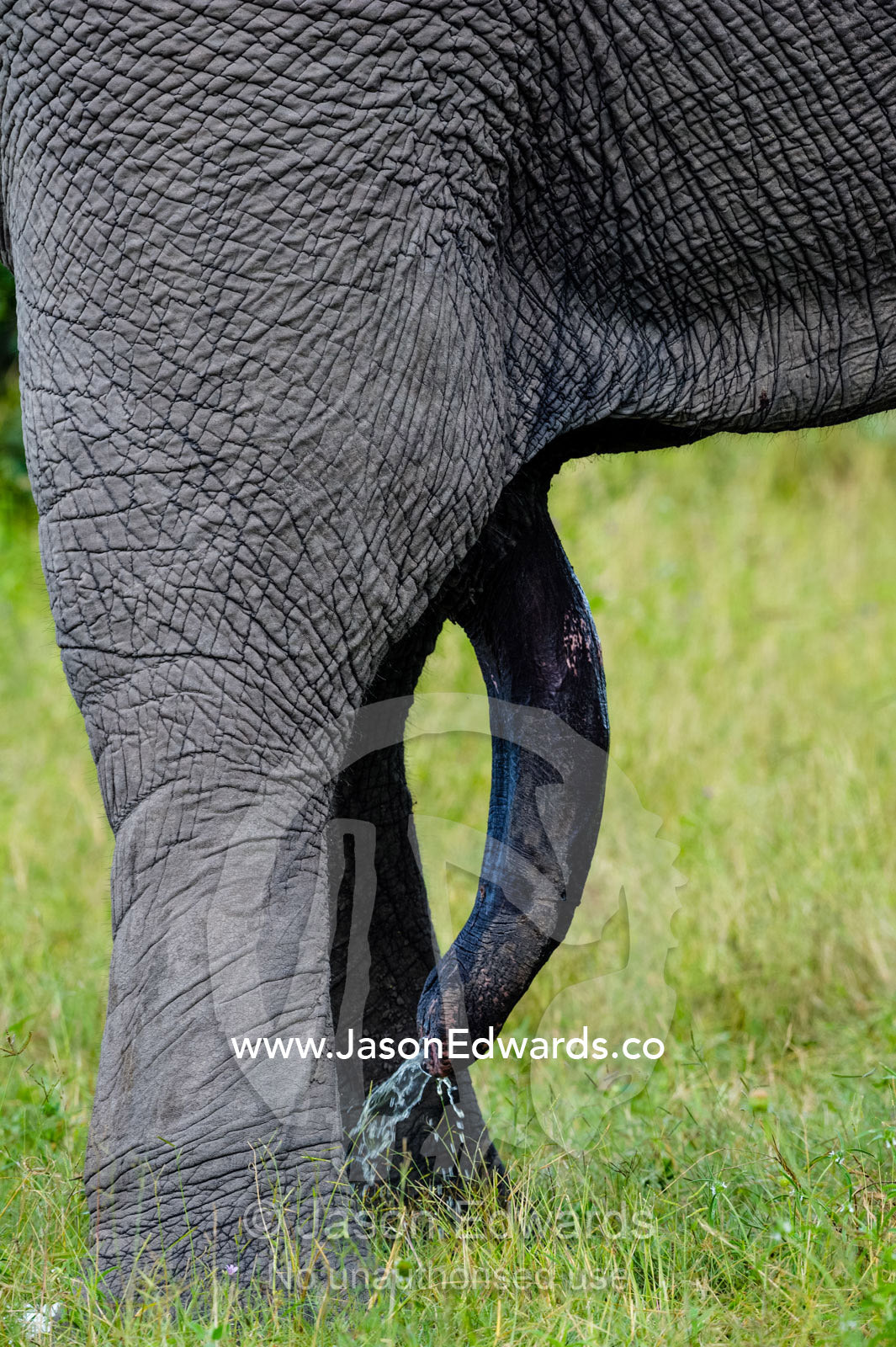 A male African Elephant urinating. Zarafa Camp, Zibadianja Lagoon, Savute Channel, Linyanti, Botswana.