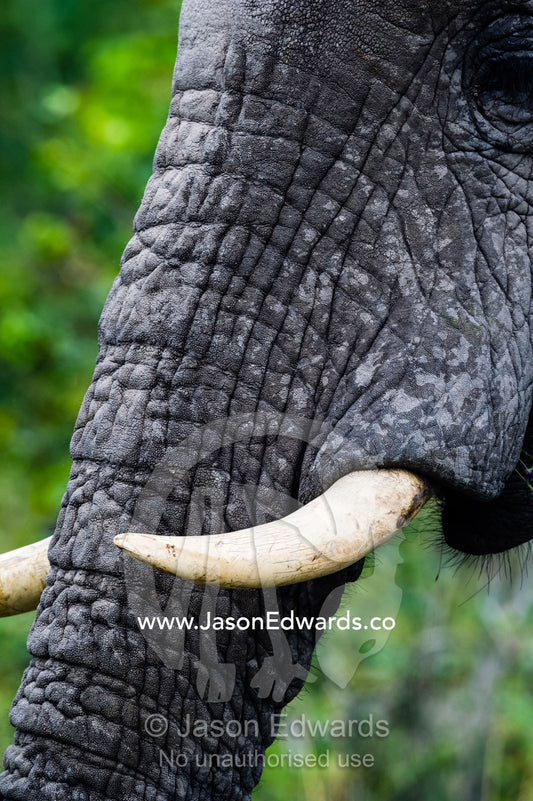 The wrinkled forehead and tusk of an African Elephant. Zarafa Camp, Zibadianja Lagoon, Savute Channel, Linyanti, Botswana.