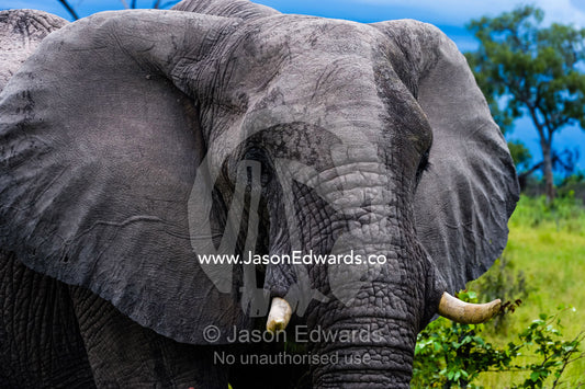 An African Elephant flapping it's enormous ears. Zarafa Camp, Zibadianja Lagoon, Savute Channel, Linyanti, Botswana.