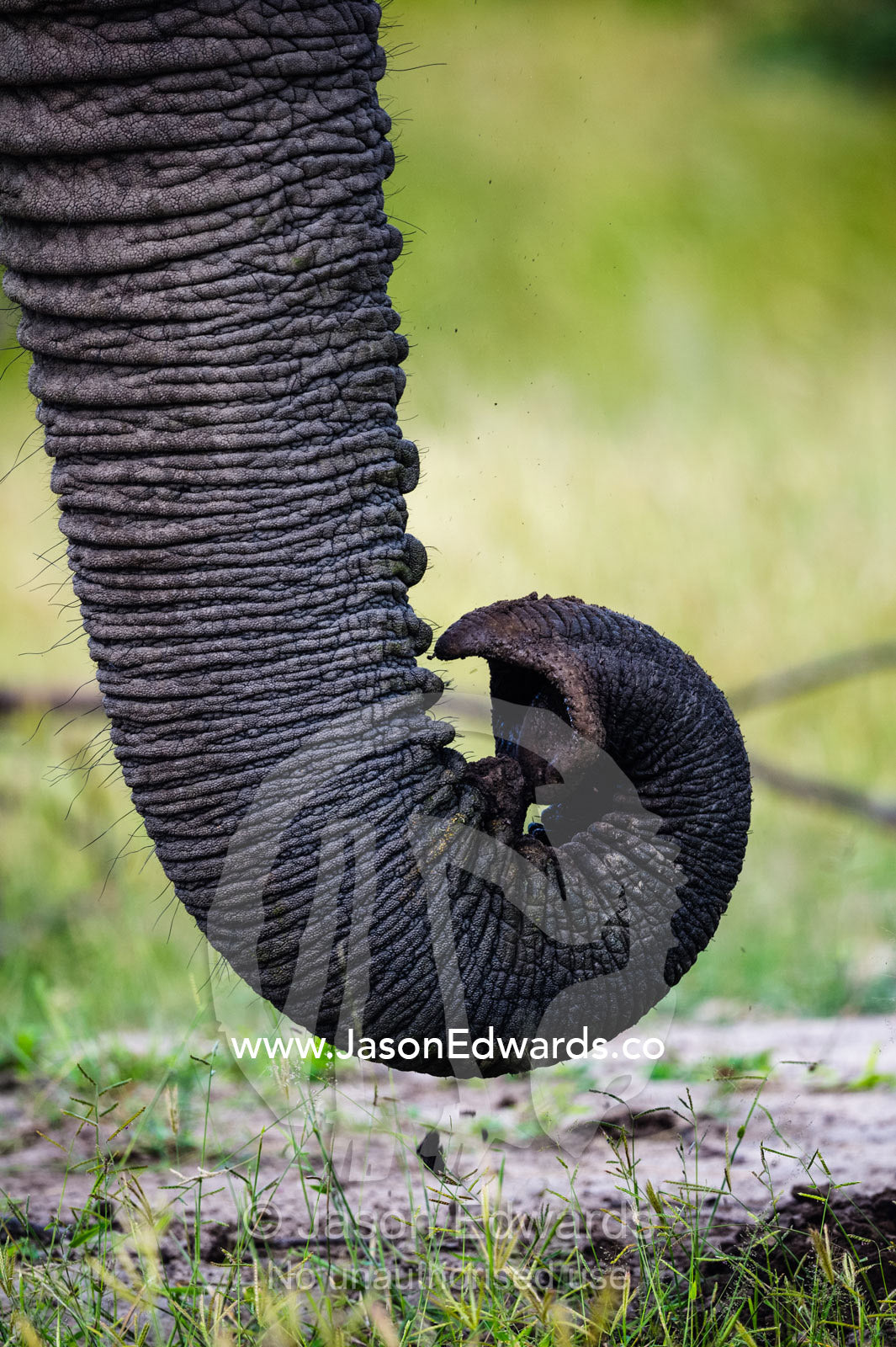 The prehensile tip of an African Elephant trunk. Zarafa Camp, Zibadianja Lagoon, Savute Channel, Linyanti, Botswana.
