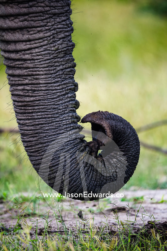 The prehensile tip of an African Elephant trunk. Zarafa Camp, Zibadianja Lagoon, Savute Channel, Linyanti, Botswana.