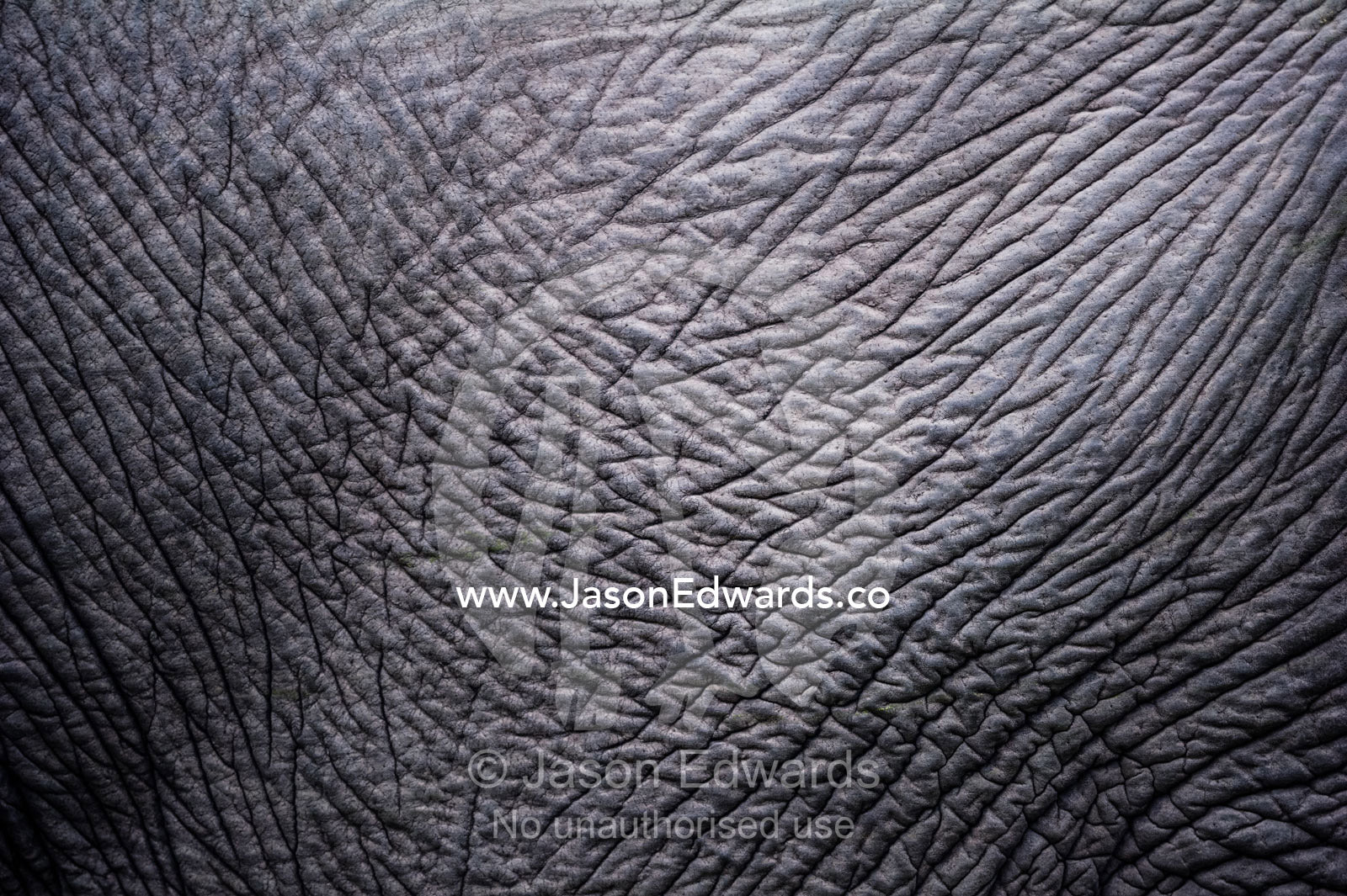 The leathery wrinkled skin on the abdomen on an African Elephant. Zarafa Camp, Zibadianja Lagoon, Savute Channel, Linyanti, Botswana.