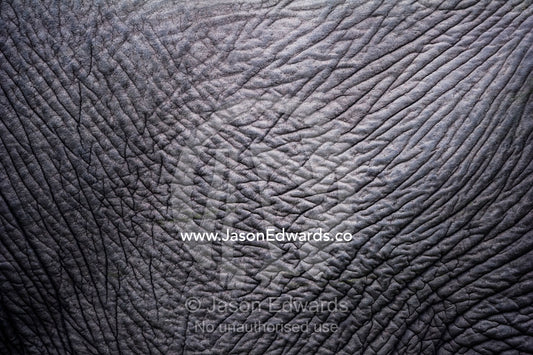 The leathery wrinkled skin on the abdomen on an African Elephant. Zarafa Camp, Zibadianja Lagoon, Savute Channel, Linyanti, Botswana.