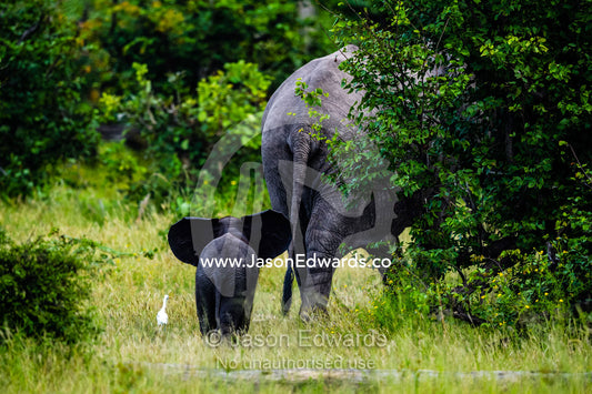 An African Elephant calf chasing after it's mother with it's ears extended. Zarafa Camp, Zibadianja Lagoon, Savute Channel, Linyanti, Botswana.