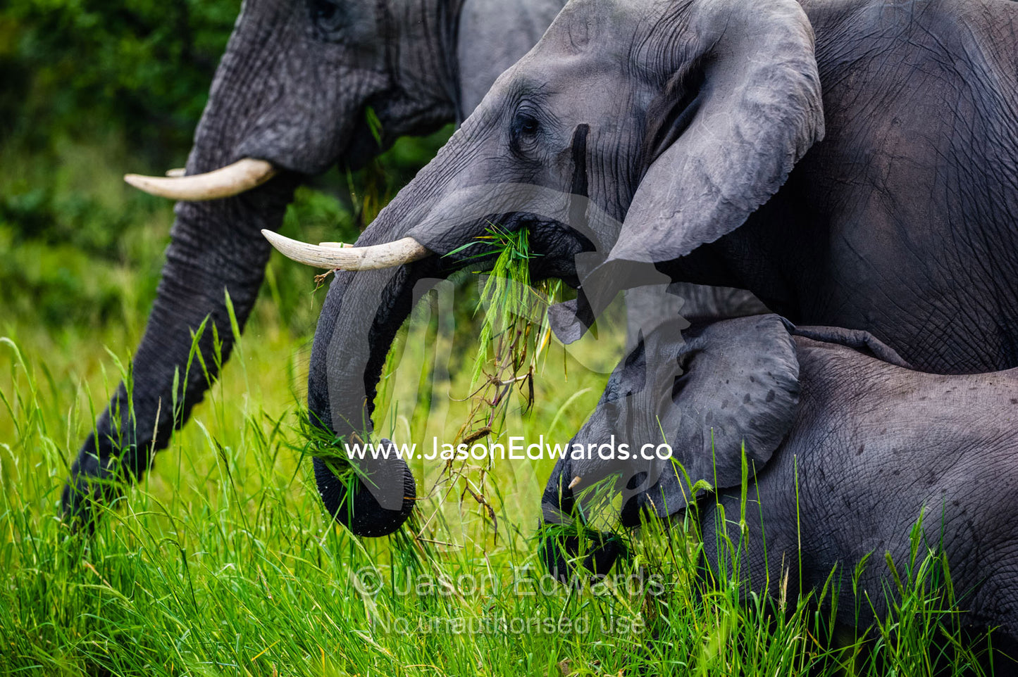 An African Elephant calf and adults feeding on floodplain grasses. Zarafa Camp, Zibadianja Lagoon, Savute Channel, Linyanti, Botswana.