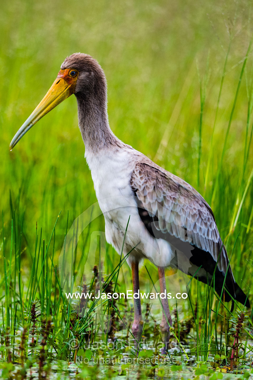 A juvenile Yellow-billed Stork in a wetland. Zarafa Camp, Zibadianja Lagoon, Savute Channel, Linyanti, Botswana.