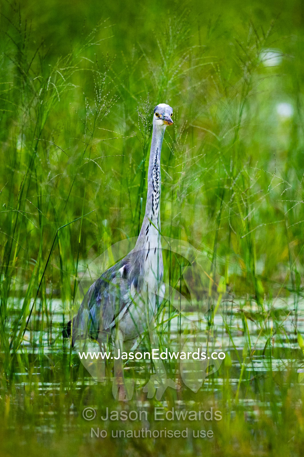 A Grey Heron wading through grass in a wetland. Zarafa Camp, Zibadianja Lagoon, Savute Channel, Linyanti, Botswana.