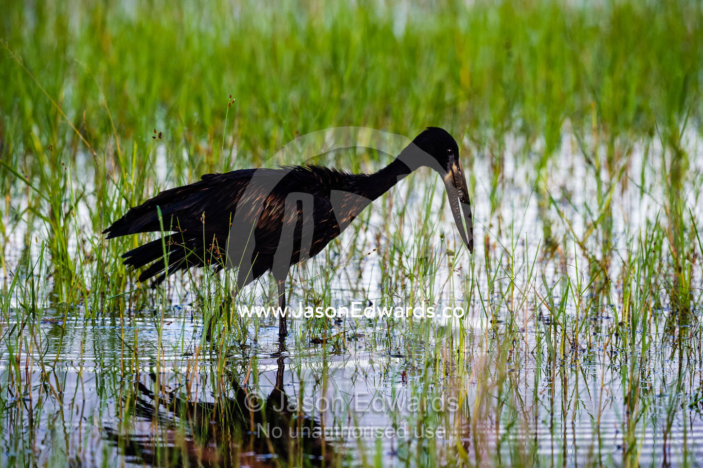 An Openbill Stork hunting for prey in a wetland. Zarafa Camp, Zibadianja Lagoon, Savute Channel, Linyanti, Botswana.