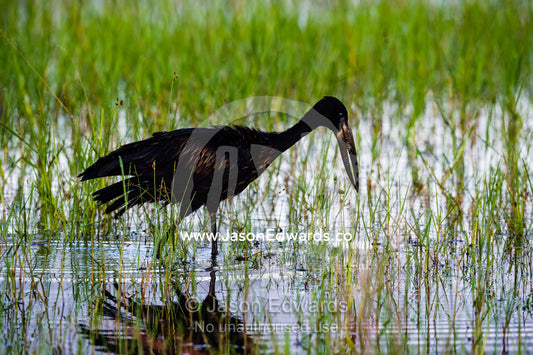 An Openbill Stork hunting for prey in a wetland. Zarafa Camp, Zibadianja Lagoon, Savute Channel, Linyanti, Botswana.