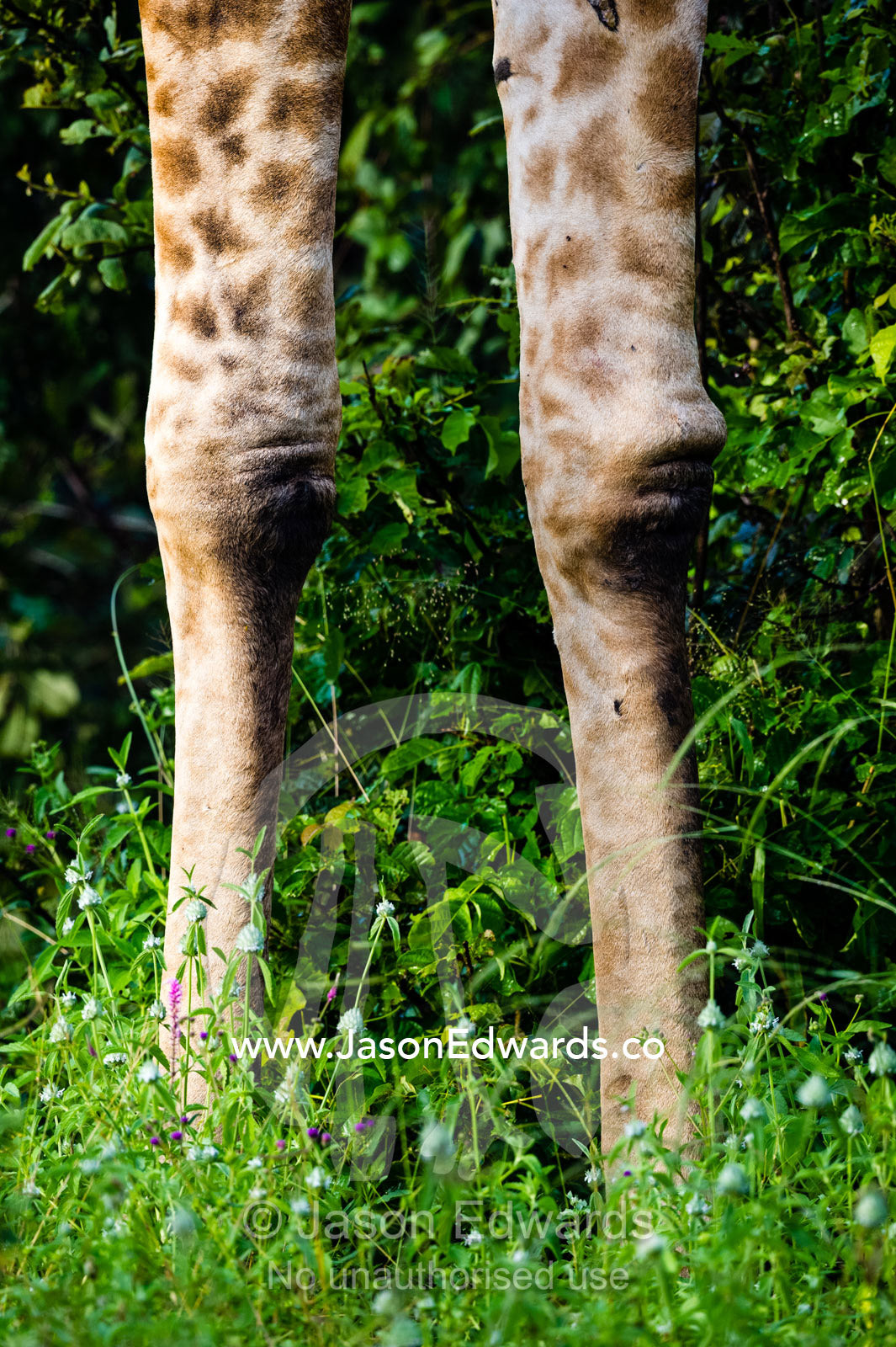 The long tarsal leg bones and joints of a giraffe. Zarafa Camp, Zibadianja Lagoon, Savute Channel, Linyanti, Botswana.