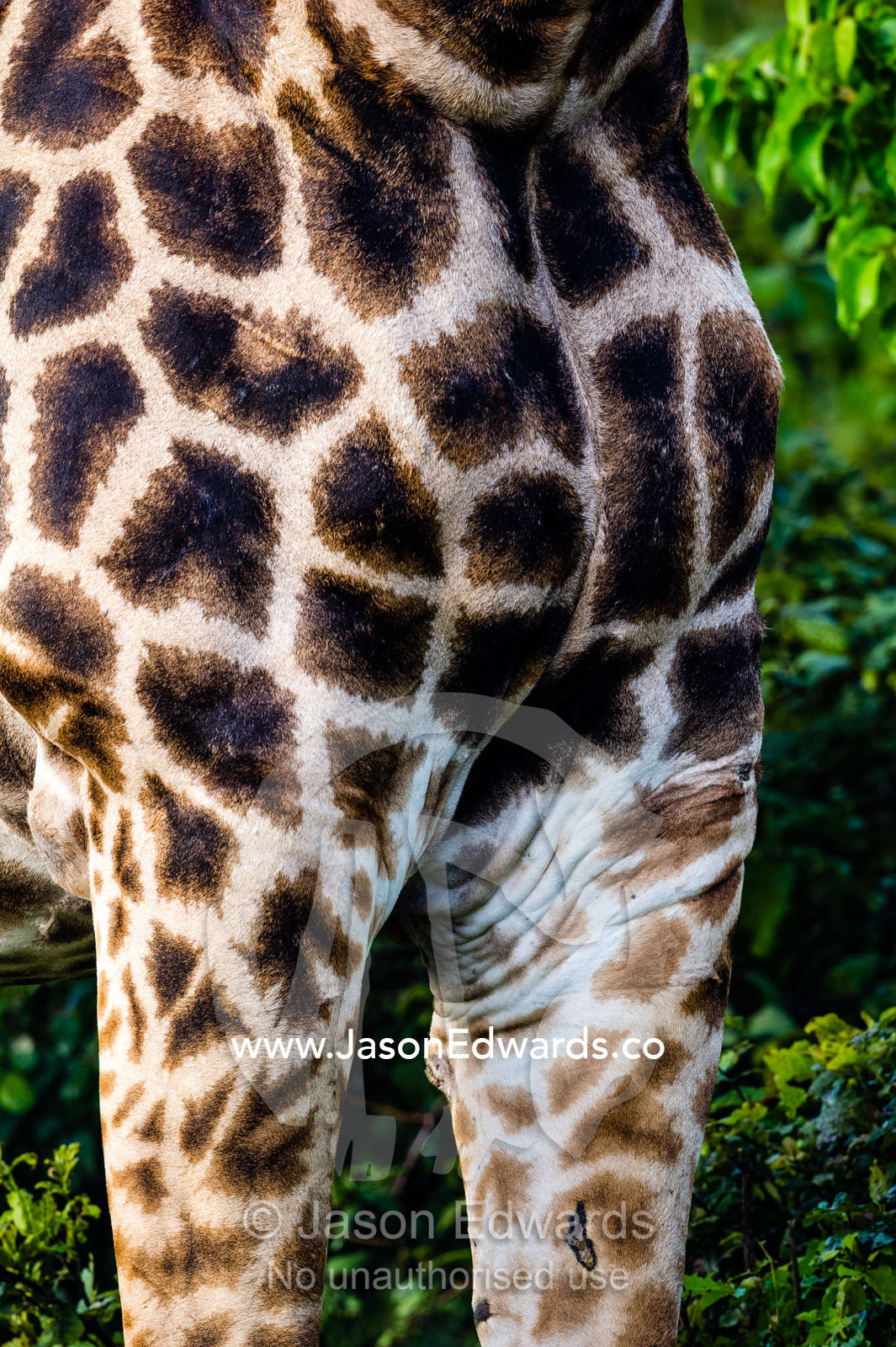 The patchwork skin patterns on the breast of a giraffe Zarafa Camp, Zibadianja Lagoon, Savute Channel, Linyanti, Botswana.