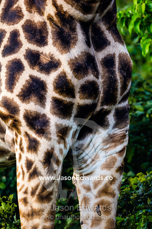 The patchwork skin patterns on the breast of a giraffe Zarafa Camp, Zibadianja Lagoon, Savute Channel, Linyanti, Botswana.