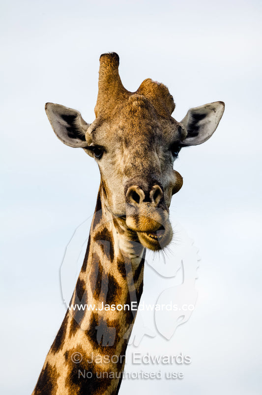 A Giraffe with one horn missing chewing it's cud. Zarafa Camp, Zibadianja Lagoon, Savute Channel, Linyanti, Botswana.
