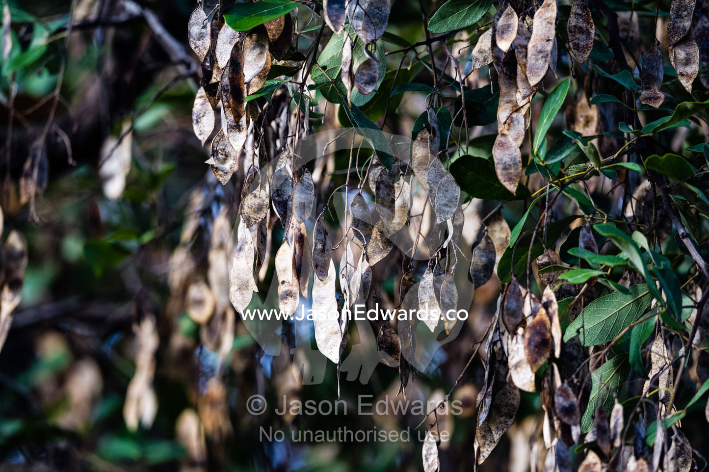 Seed pods in a tree that spin like a helicopter propellor. Zarafa Camp, Zibadianja Lagoon, Savute Channel, Linyanti, Botswana.