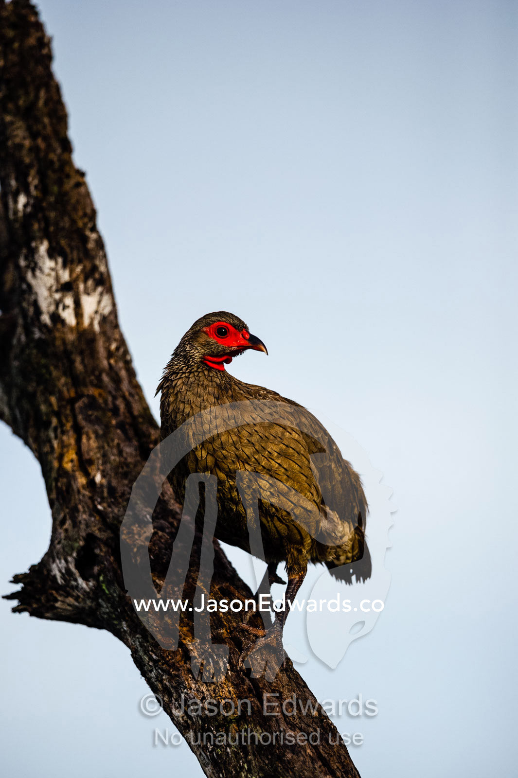 A Swainson's Francolin roosting on a tree trunk. Zarafa Camp, Zibadianja Lagoon, Savute Channel, Linyanti, Botswana.