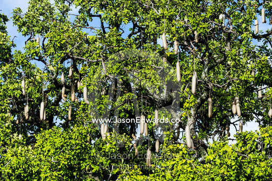 The large fruits of a Sausage Tree hanging in the canopy. Zarafa Camp, Zibadianja Lagoon, Savute Channel, Linyanti, Botswana.