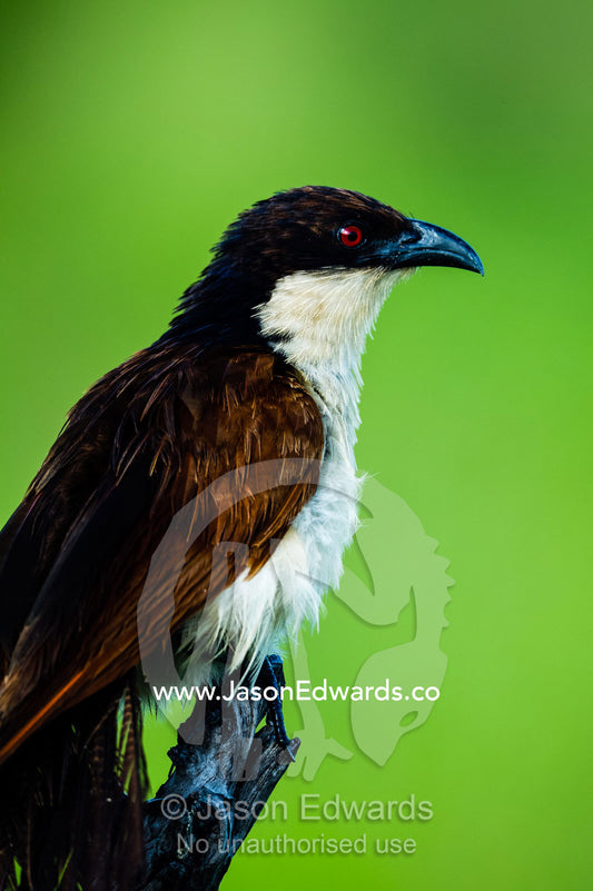 A Coppery-tailed Coucal roosting on a twig. Zarafa Camp, Zibadianja Lagoon, Savute Channel, Linyanti, Botswana.