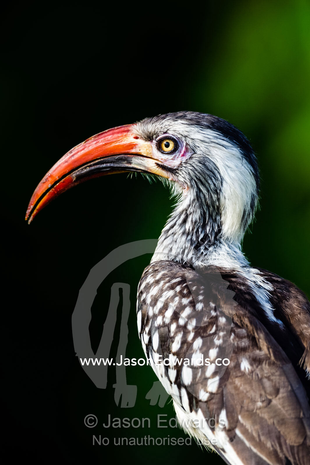 The long curved scythe beak of the Damara red-billed Hornbill. Zarafa Camp, Zibadianja Lagoon, Savute Channel, Linyanti, Botswana.