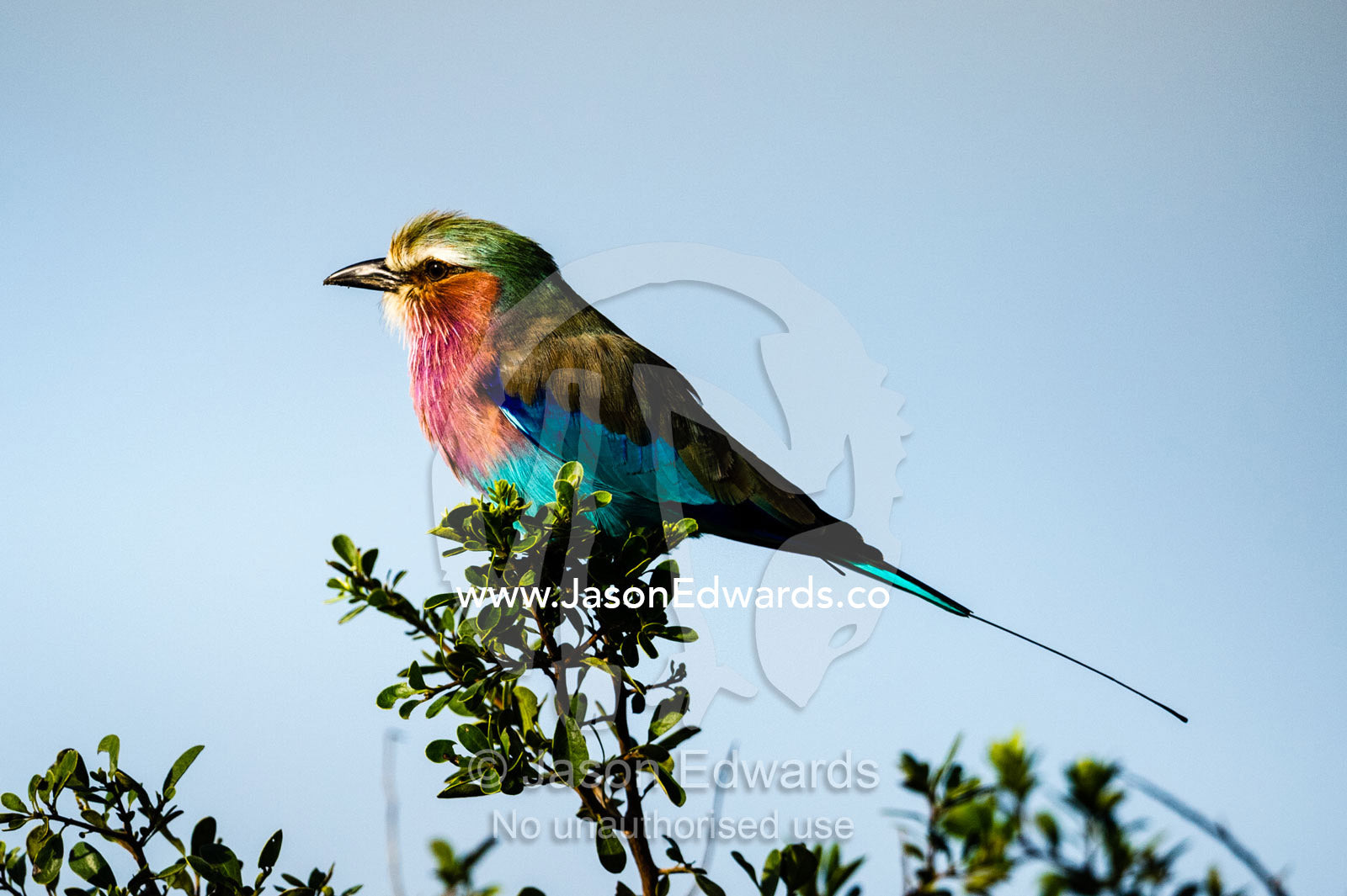 A colorful Lilac-breasted Roller perched in a tree. Zarafa Camp, Zibadianja Lagoon, Savute Channel, Linyanti, Botswana.