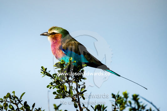 A colorful Lilac-breasted Roller perched in a tree. Zarafa Camp, Zibadianja Lagoon, Savute Channel, Linyanti, Botswana.