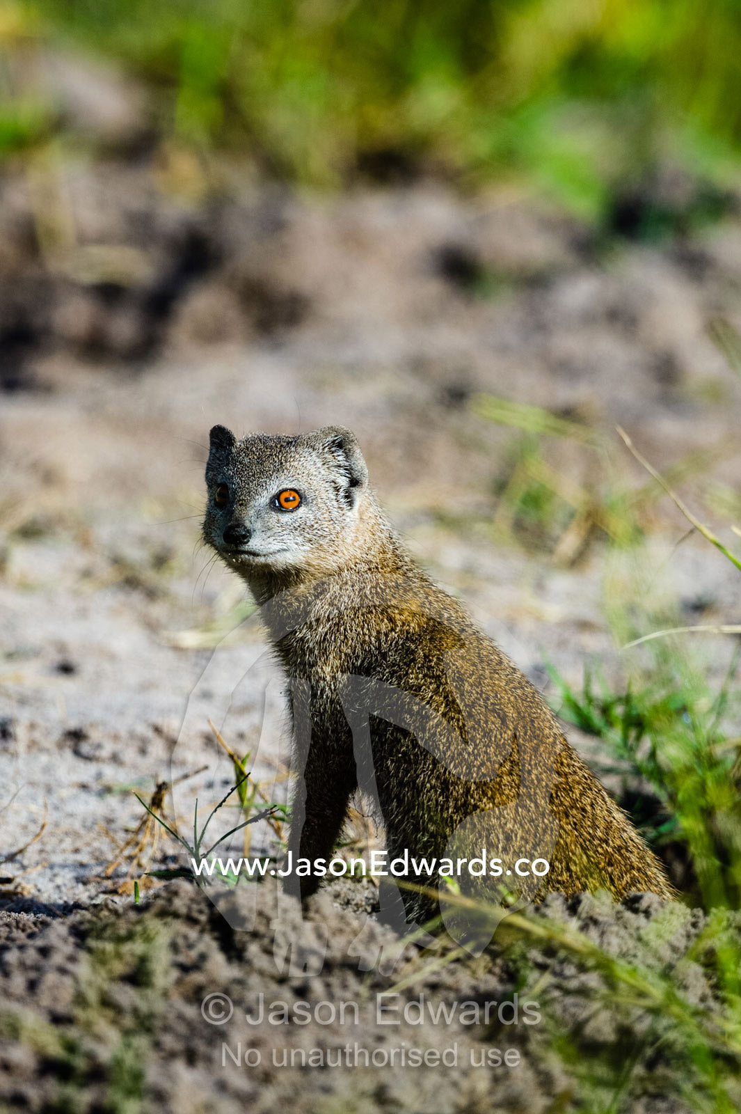 A Yellow Mongoose emerges from it's burrow to survey the surrounding plain. Zarafa Camp, Zibadianja Lagoon, Savute Channel, Linyanti, Botswana.