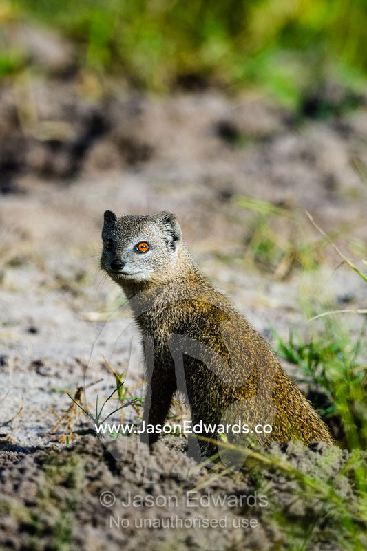 A Yellow Mongoose emerges from it's burrow to survey the surrounding plain. Zarafa Camp, Zibadianja Lagoon, Savute Channel, Linyanti, Botswana.