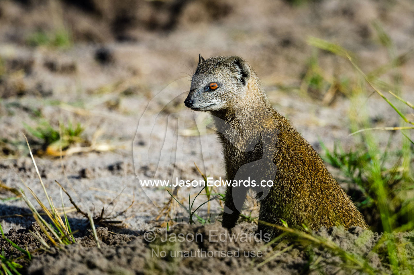 A Yellow Mongoose emerges from it's burrow to survey the surrounding plain. Zarafa Camp, Zibadianja Lagoon, Savute Channel, Linyanti, Botswana.